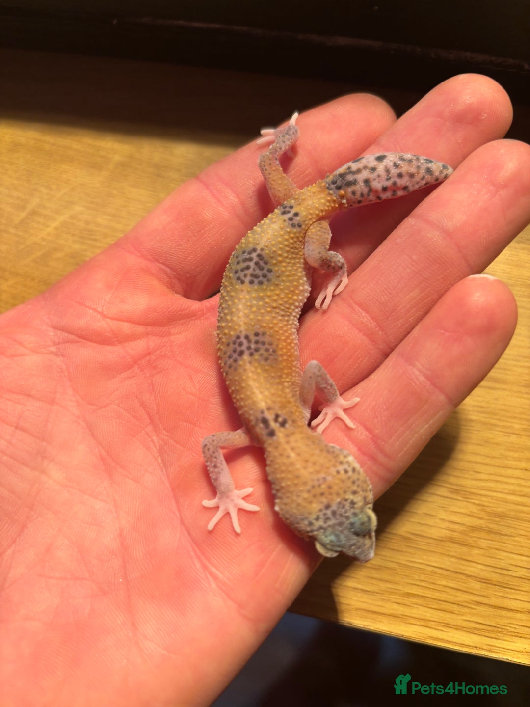 Gecko reptiles for sale: White and yellow Mack snow het eclipse  - Image 6