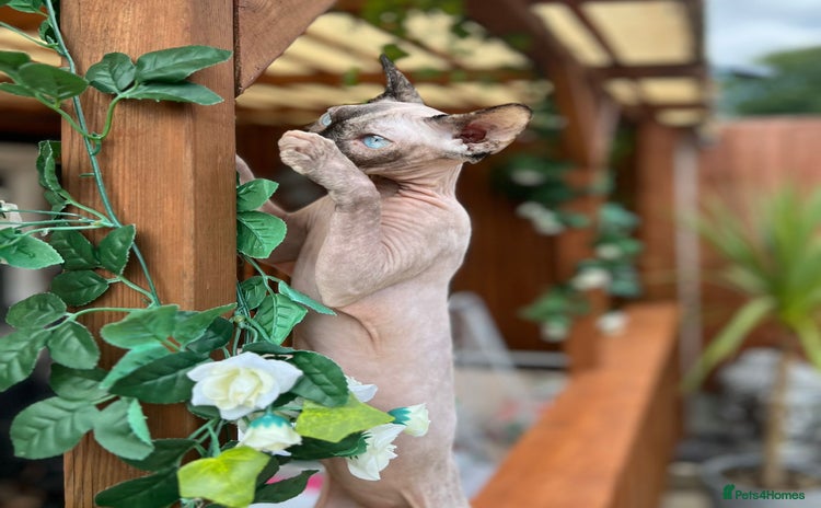 Sphynx cats - Advert 1