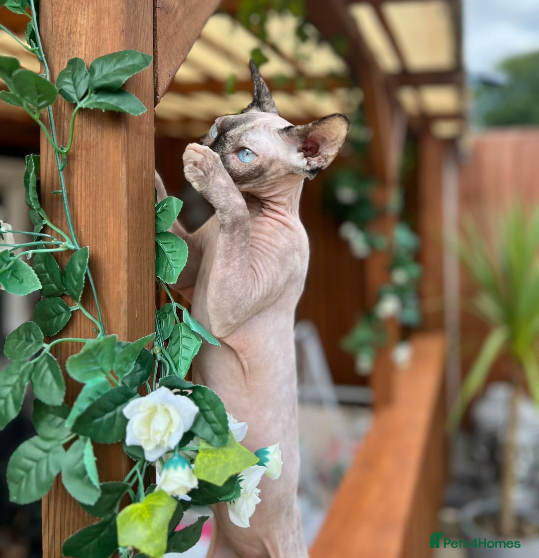 Sphynx cats for sale: Spayed Sphynx girl with blue eyes  - Image 1