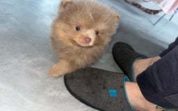 Pomeranian dogs for sale: READY TO LEAVE KC TOY MINI POMERANIAN’S 🦁 - Advert 4