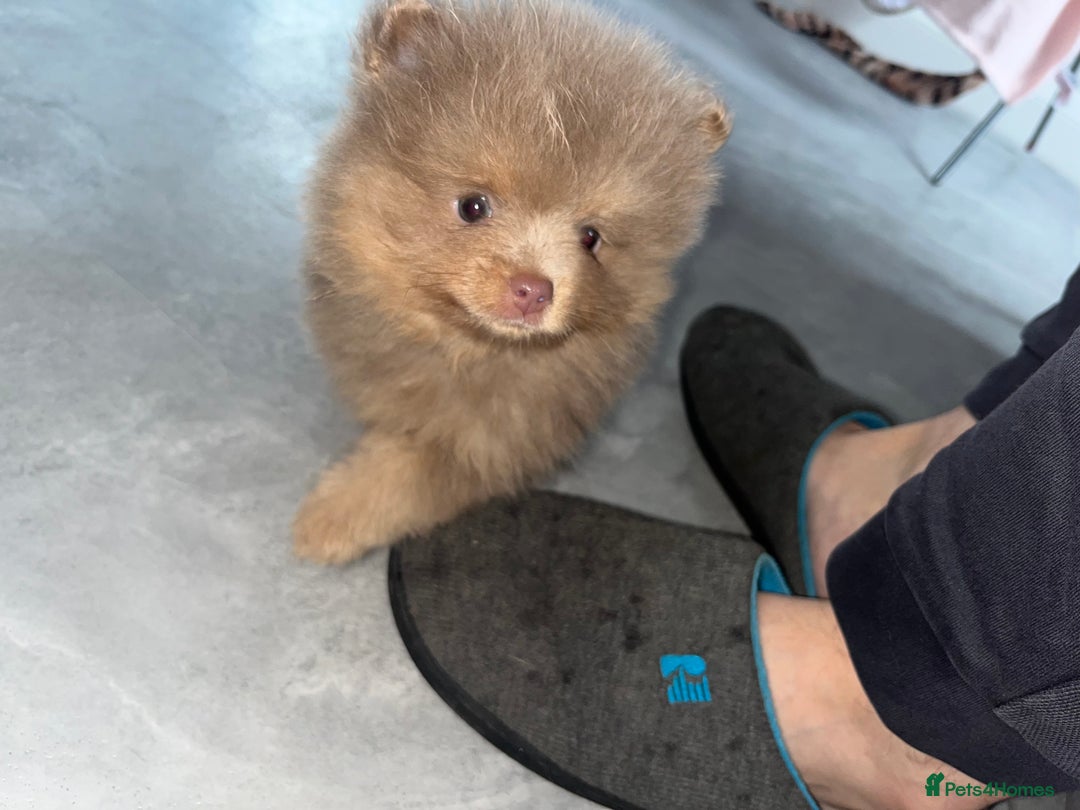 Pomeranian dogs for sale: READY TO LEAVE KC TOY MINI POMERANIAN’S 🦁 - Advert 4