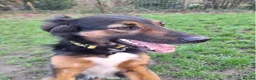 Mixed Breed dogs for adoption: Milo - Sensitive, Sweet & Finding His Confidence in Camberley - Advert 1