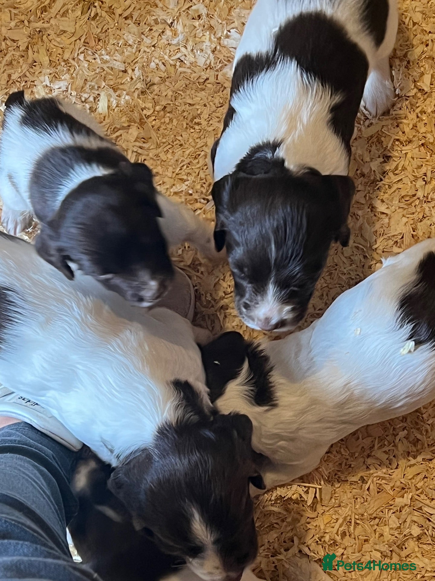 English Springer Spaniel dogs for sale: KC reg Springer spaniel Pups - Advert 1