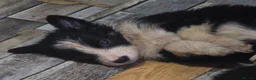 Border Collie dogs for sale: Border Collie Pups - Advert 3