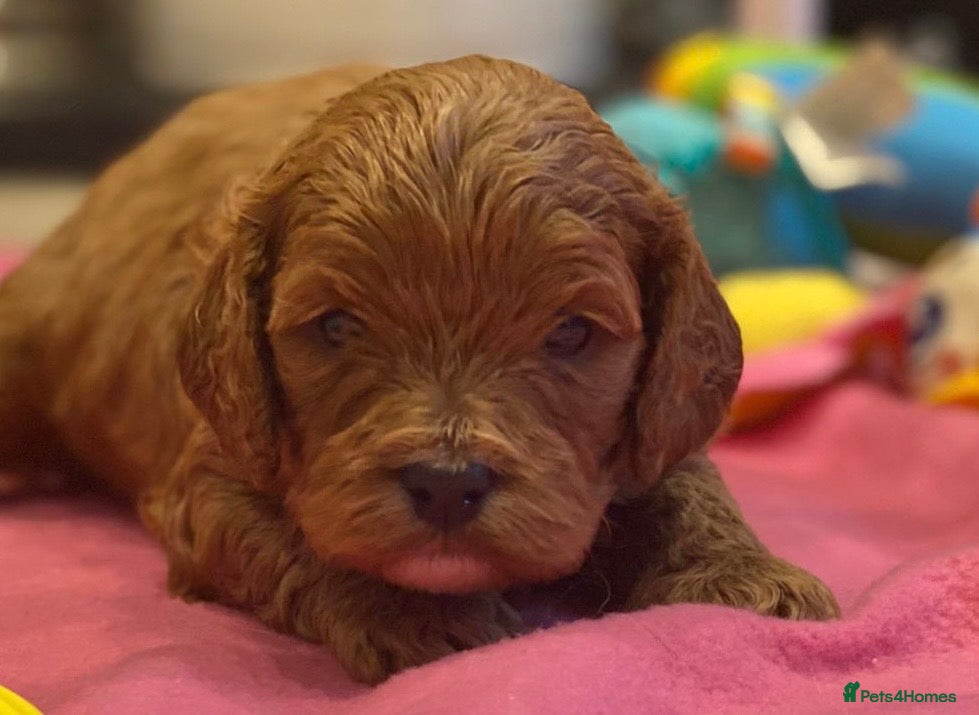 Cavapoo dogs F1 cavapoo 4 girls 1 boy health tested - Advert 1