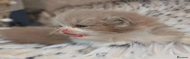 British Longhair Kitten 3