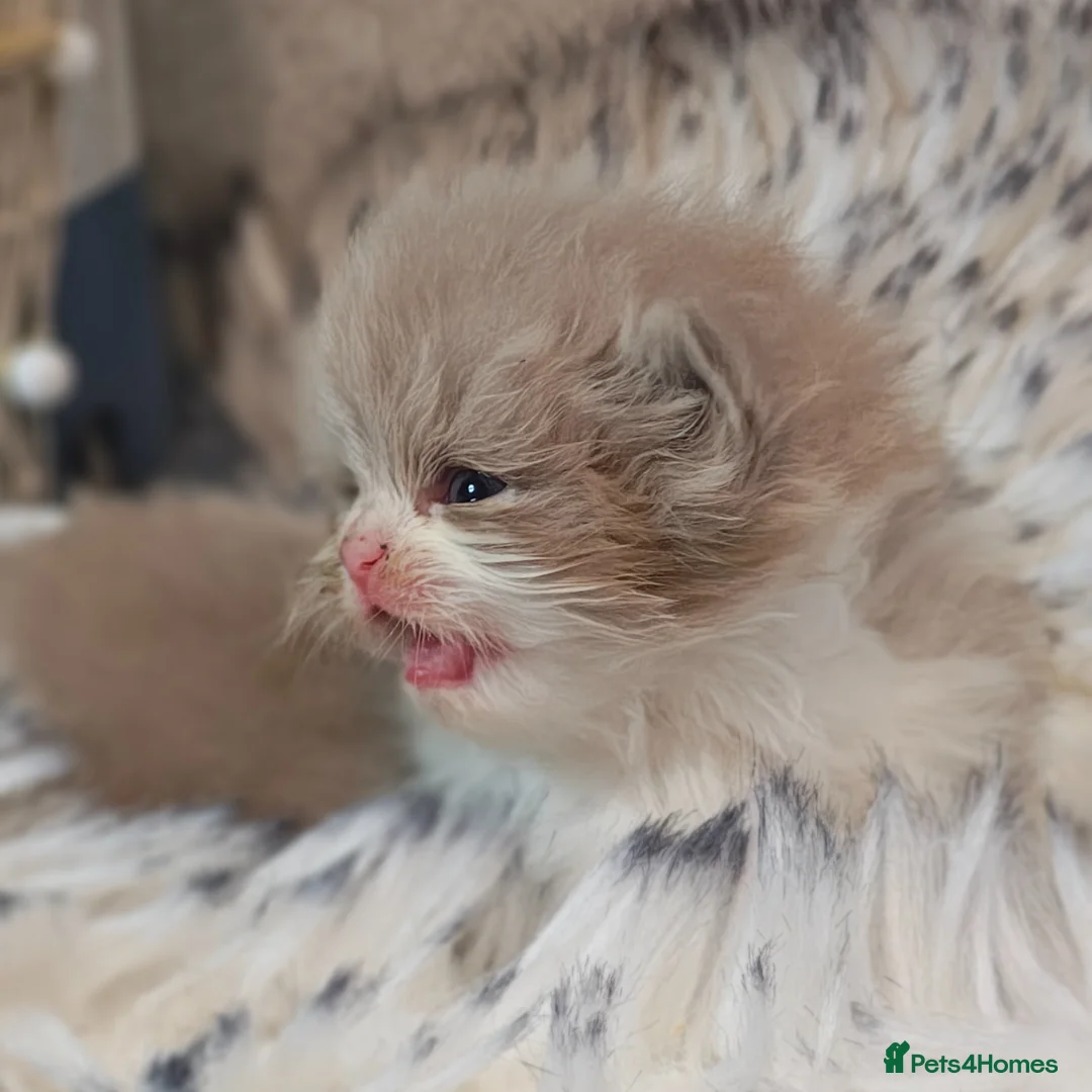 British Longhair cats for sale: Cinnamon & fawn bi colour longhair BLH  - Advert 26