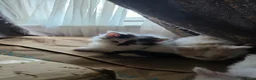 Mixed Breed cats for sale: Cats for sale  - Advert 10