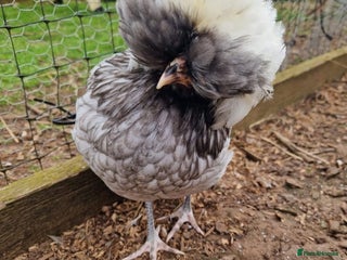 Chickens poultry - Advert 8