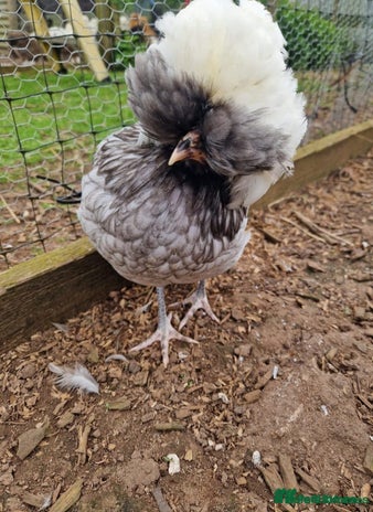 Chickens poultry - Advert 9