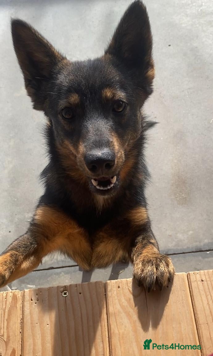 Mixed Breed dogs Beatrice, 2 yrs approx. Available for adoption. - Advert 12