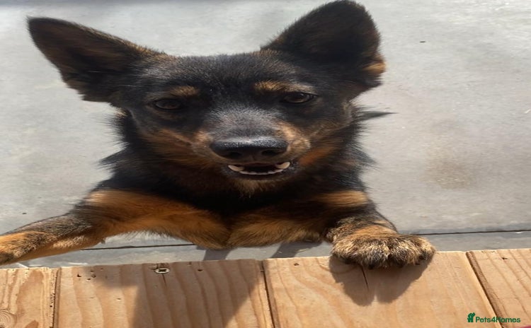 Mixed Breed dogs Beatrice, 2 yrs approx. Available for adoption. - Advert 2