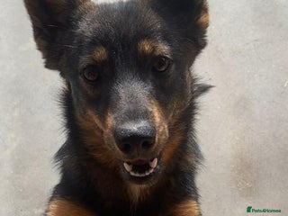 Mixed Breed dogs Beatrice, 2 yrs approx. Available for adoption. - Advert 2