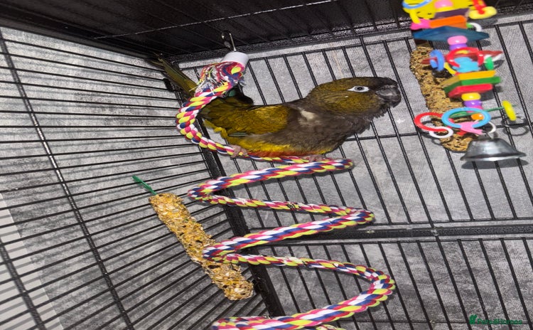 Conures birds - Advert 1