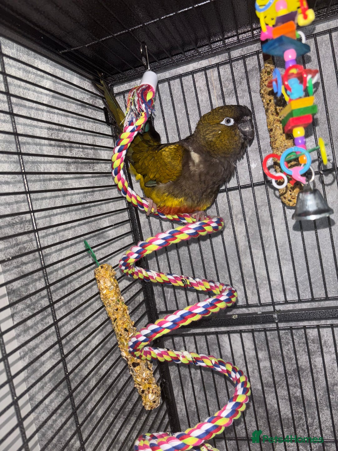 Conures birds for sale: Beautiful baby Patagonian conure - Image 1