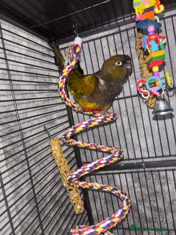 Conures birds - Advert 17