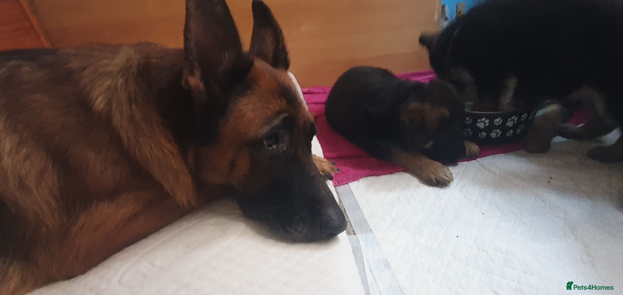 German Shepherd dogs German sheperd puppies Champion line - Advert 2