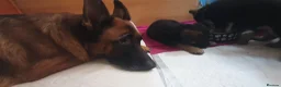 German Shepherd dogs for sale: German sheperd puppies Champion line - Advert 2
