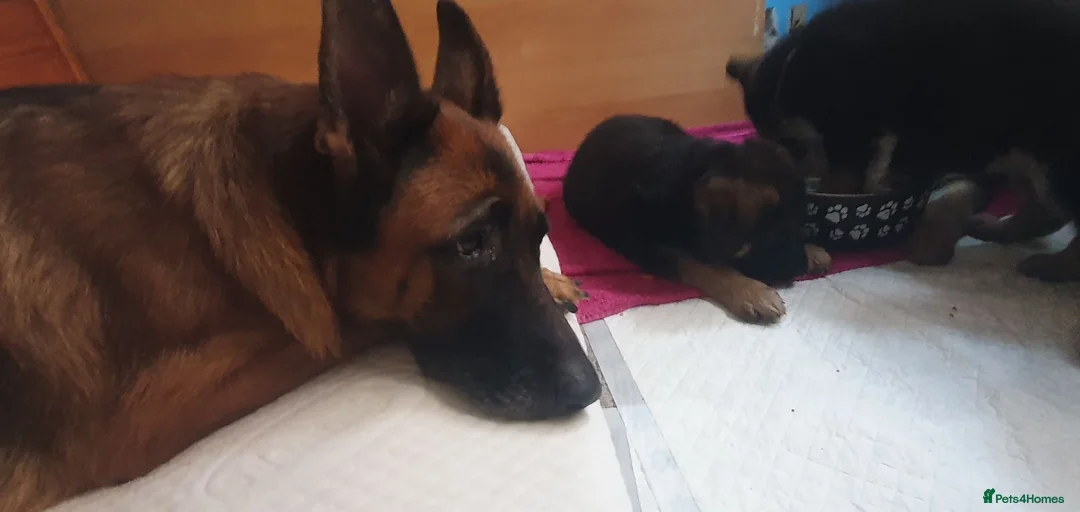 German Shepherd dogs for sale: German sheperd puppies Champion line - Advert 2