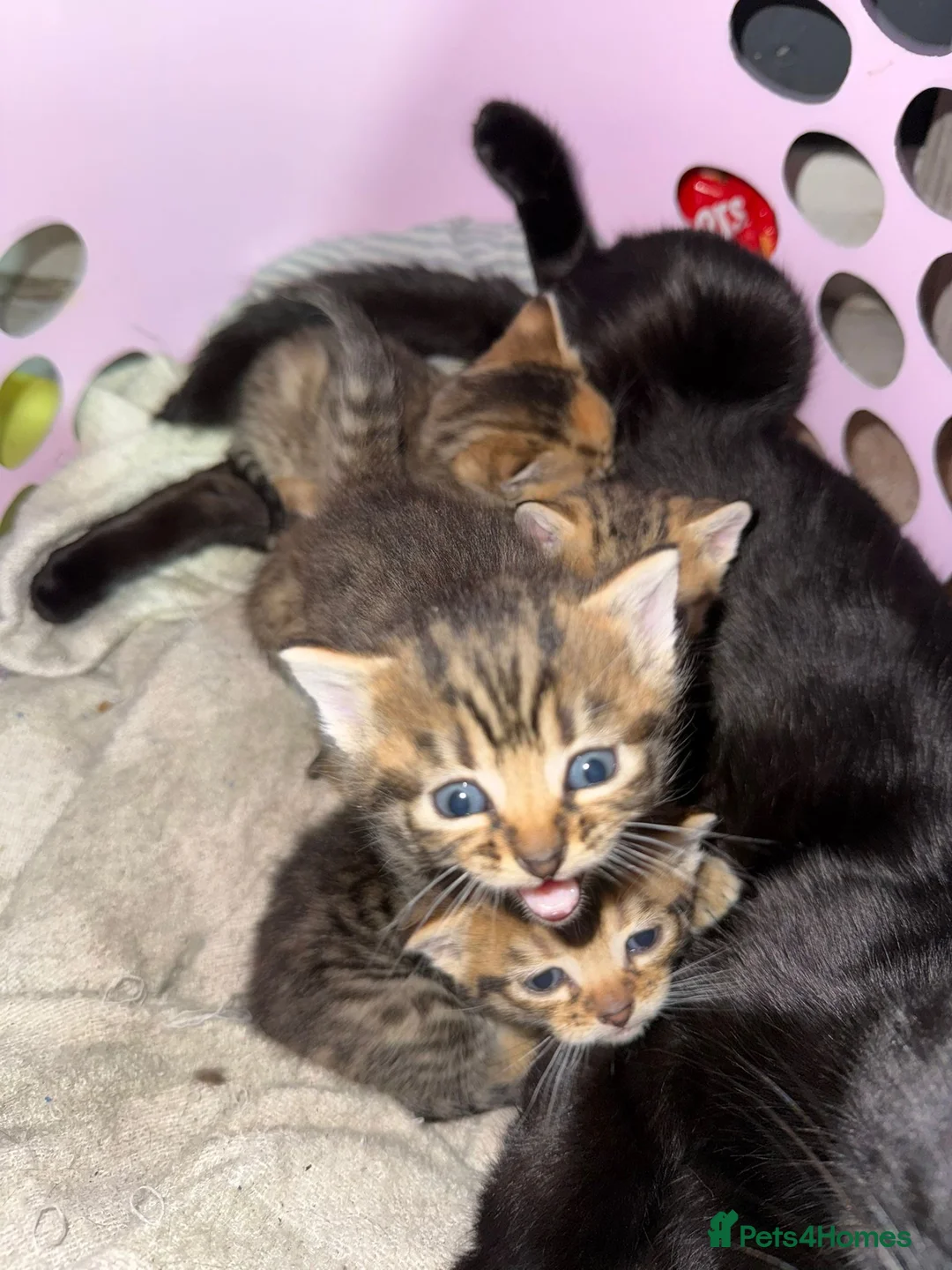 Mixed Breed cats for sale: Mixed gender kittens - Advert 2