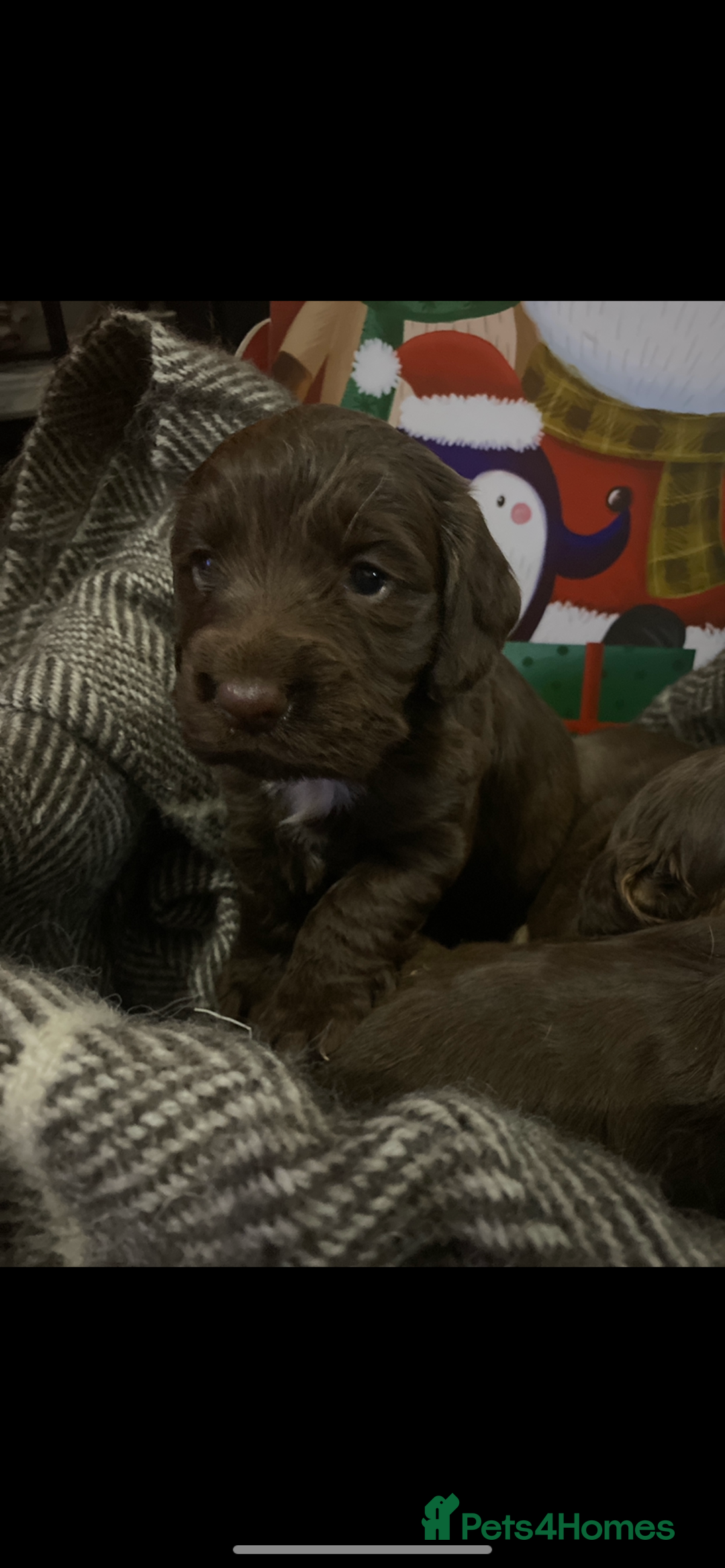 Cocker Spaniel dogs for sale: Cocker spaniel puppies for sale  - Advert 14