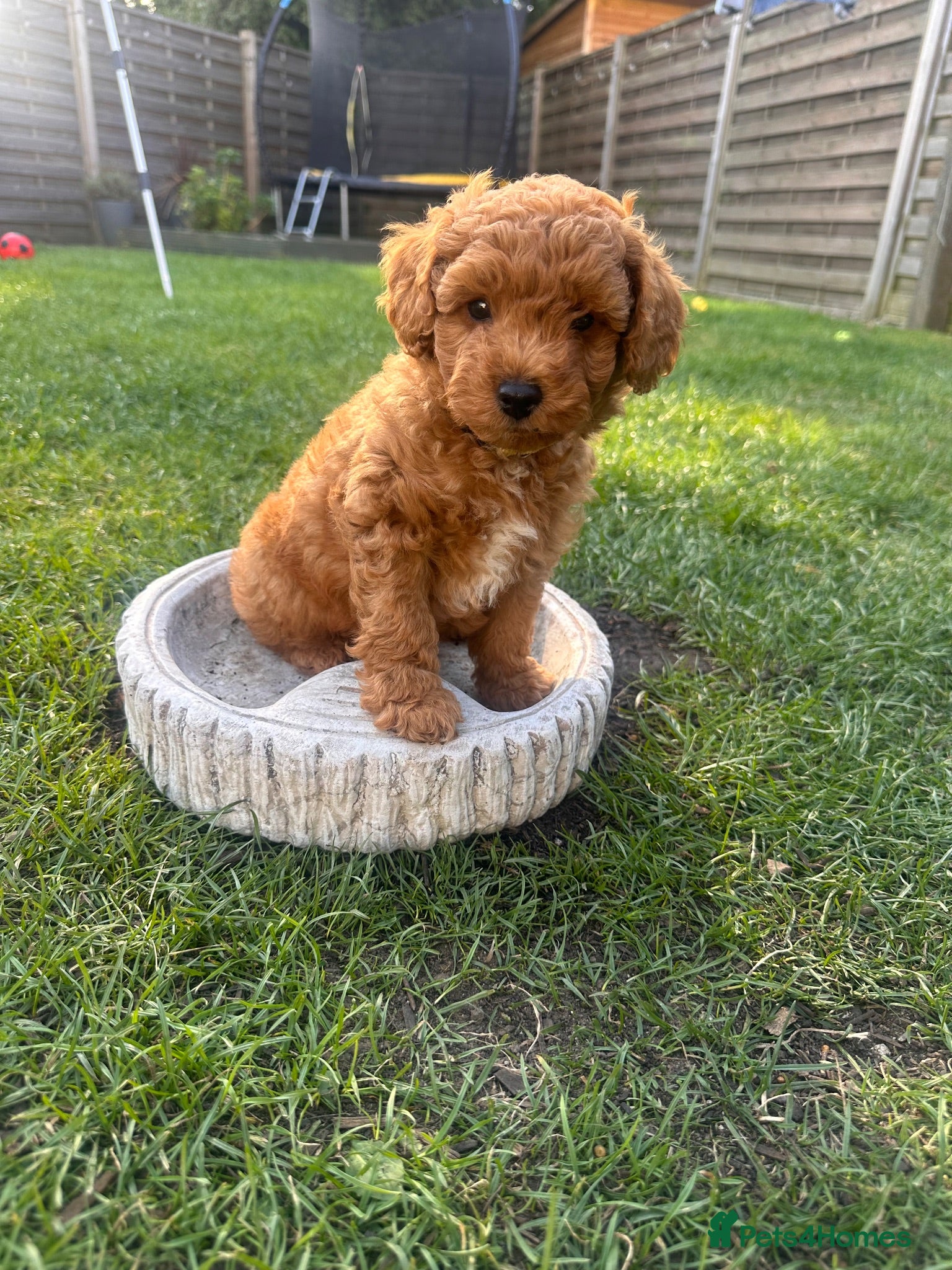 Cockapoo dogs Ready to go! Adorable F3 cockapoo (Last one) - Advert 1