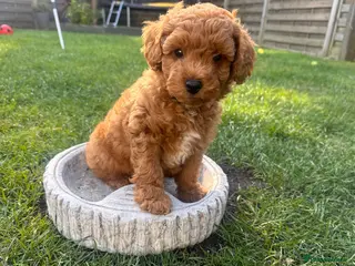 Cockapoo dogs Ready to go! Adorable F3 cockapoo (Last one) - Advert 1