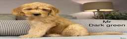 Goldendoodle dogs for sale: BEAUTIFUL HEALTHY LOVING PUPPIES  - Advert 3
