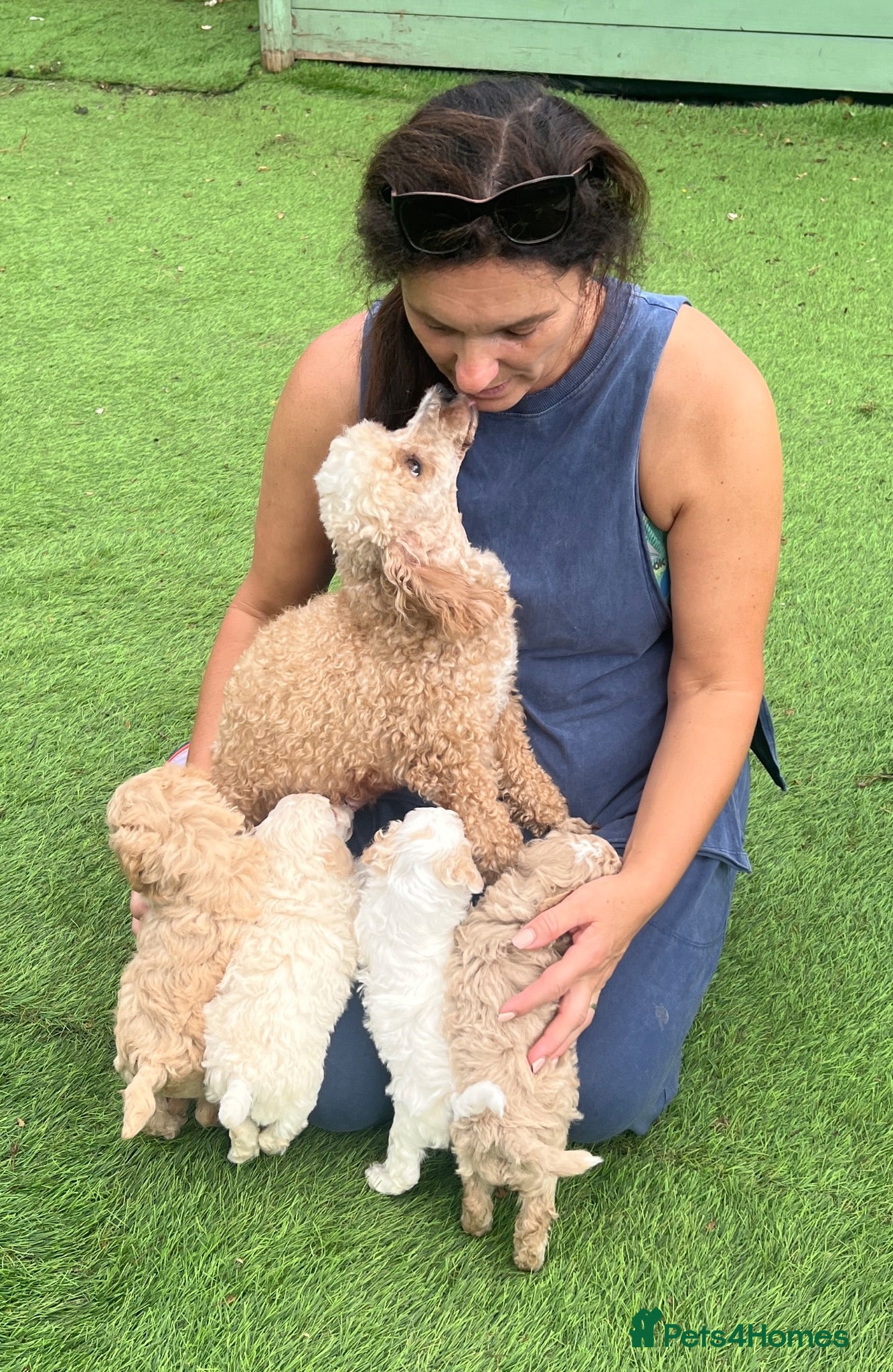 Toy Poodle dogs KC reg toy Poodles - Advert 1
