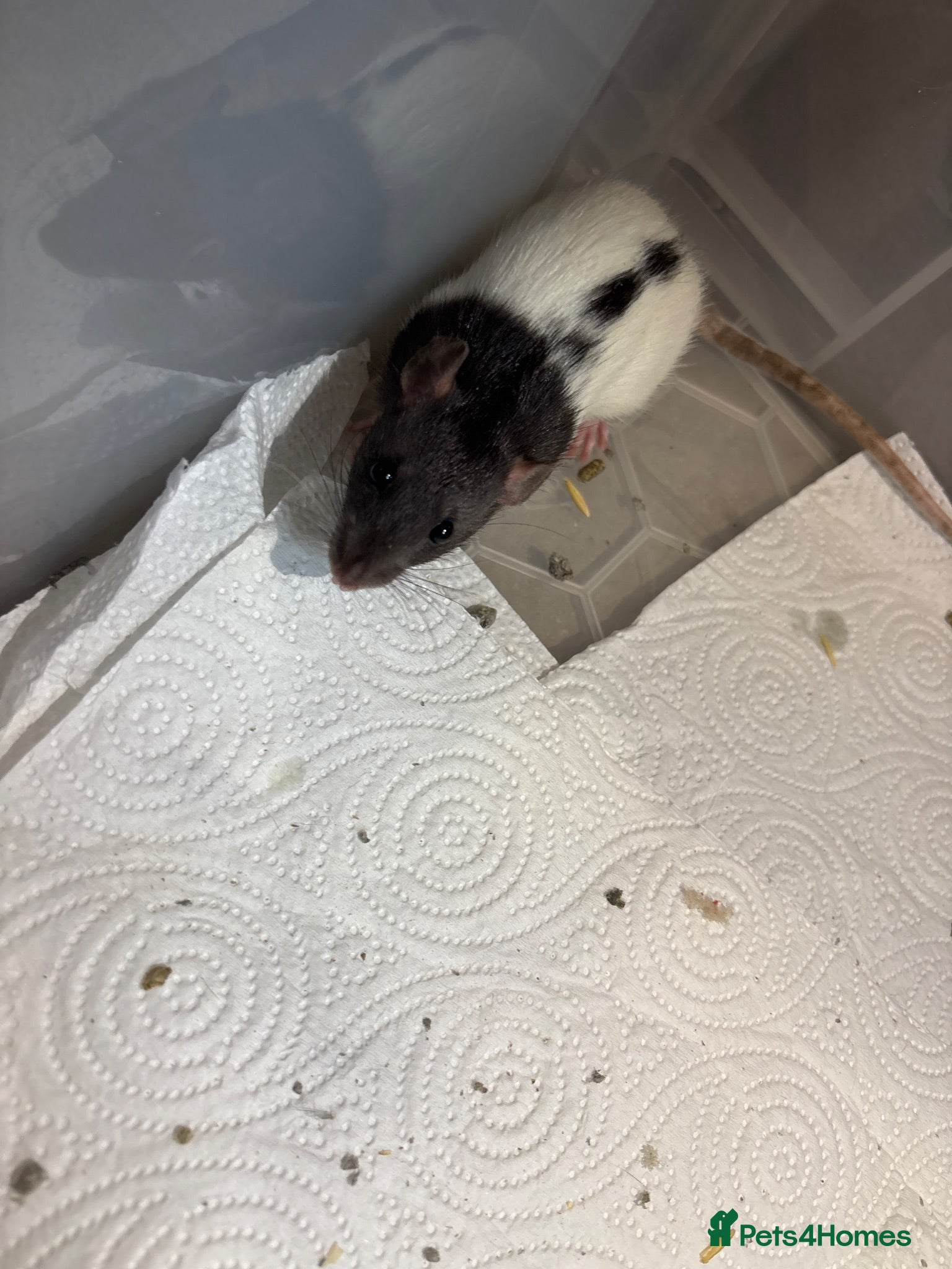 Rat rodents Male rats - Advert 8