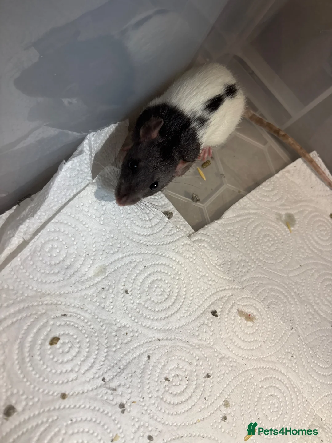 Rat rodents for sale: Male rats - Advert 2
