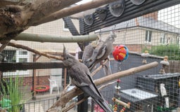 Cockatiels birds for sale: 2x baby cockatiels for sale £100 each - Image 5