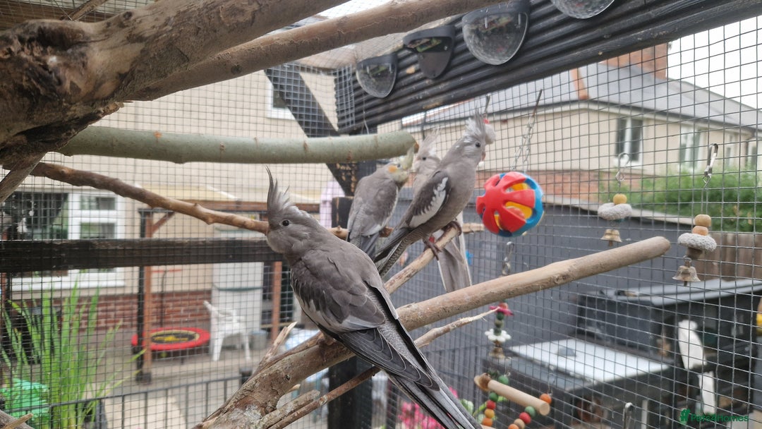 Cockatiels birds for sale: 2x baby cockatiels for sale £100 each - Image 5