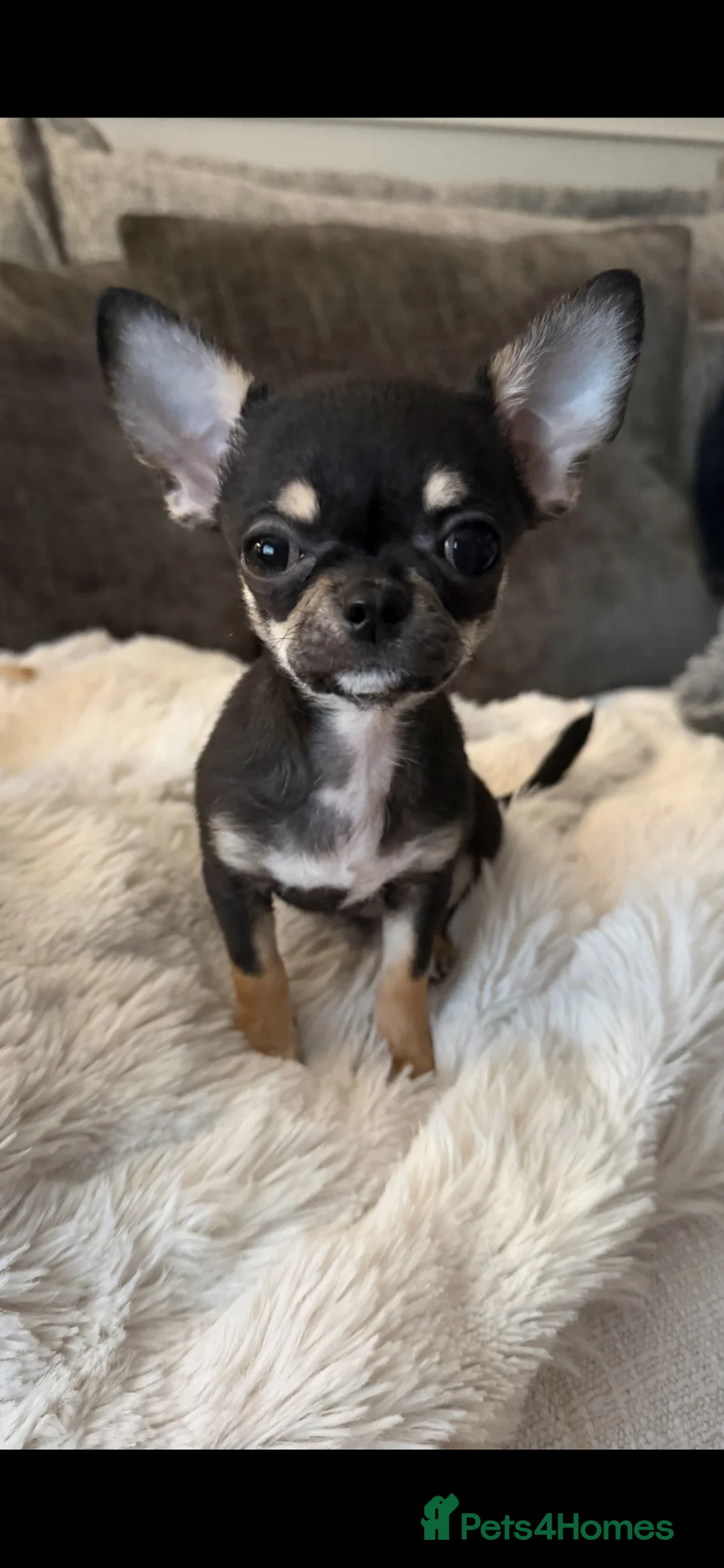 Chihuahua dogs for sale: 9 months old tiny chihuahua girl - Advert 5