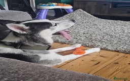 Siberian Husky dogs for sale: Husky for rehoming  - Image 2