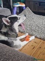 Siberian Husky dogs - Advert 12