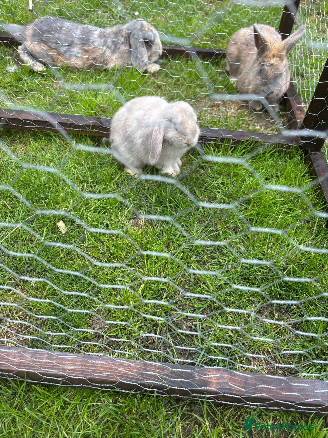 Mini Lop rabbits for sale: Gorgeous mini lops  - Image 4