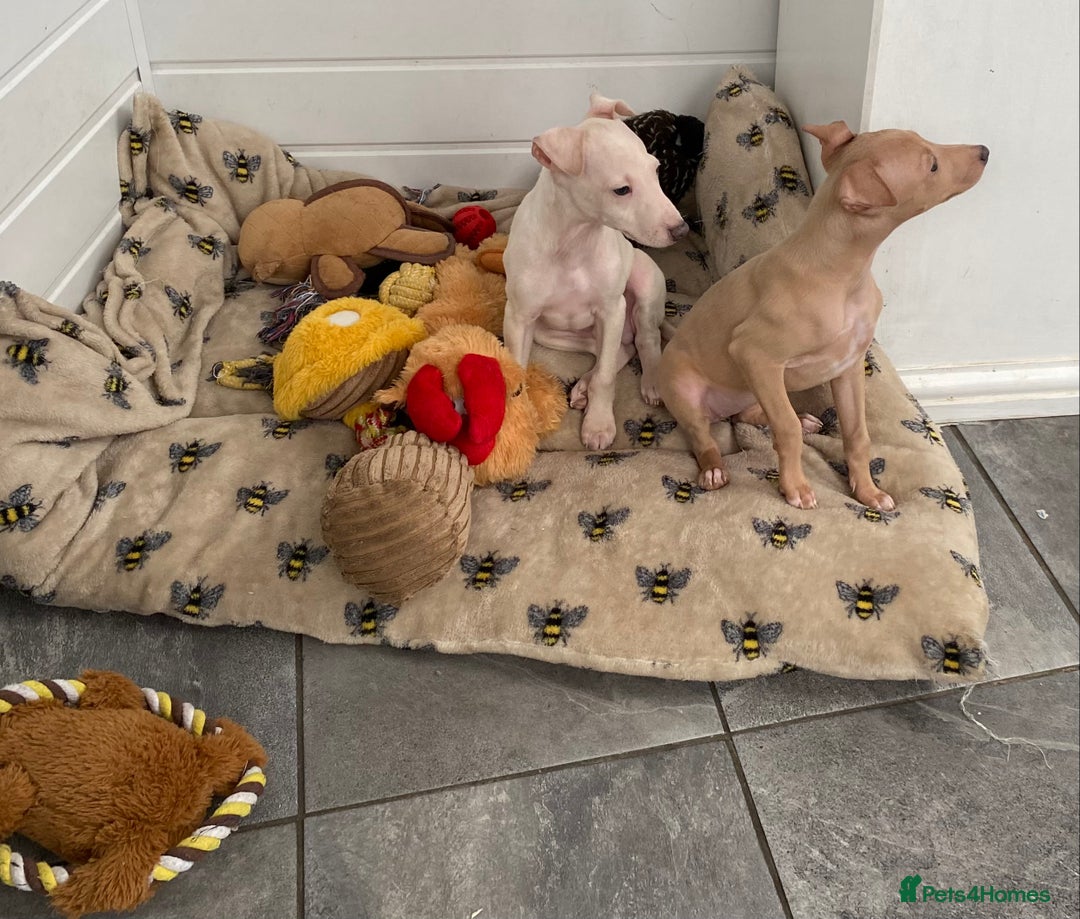 Italian Greyhound dogs for sale: ITALIAN GREYHOUND PUPPIES  - Advert 6