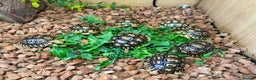 Tortoise reptiles for sale: Leopard Toises-Babies - Advert 4