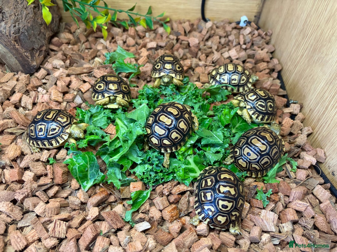 Tortoise reptiles for sale: Leopard Toises-Babies - Advert 4
