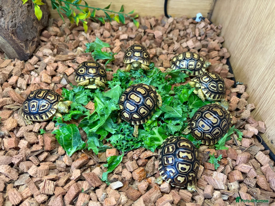 Tortoise reptiles for sale: Leopard Toises-Babies - Advert 4