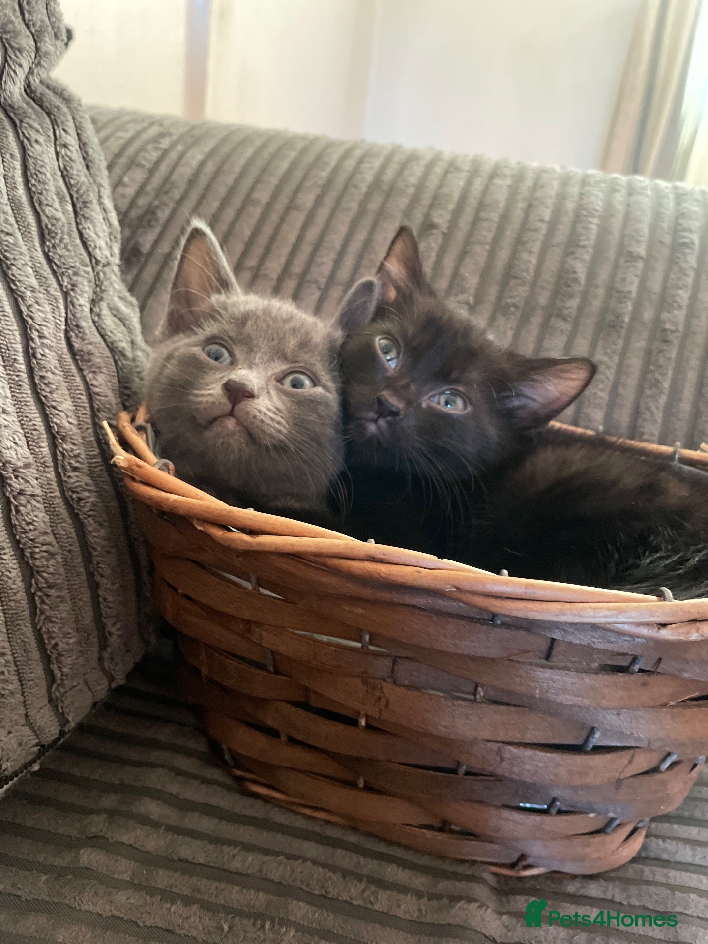 Mixed Breed cats Black & Grey Kittens Looking For Forever Homes - Advert 2
