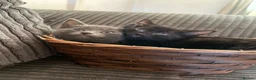 Mixed Breed cats for sale: Black & Grey Kittens Looking For Forever Homes - Advert 1