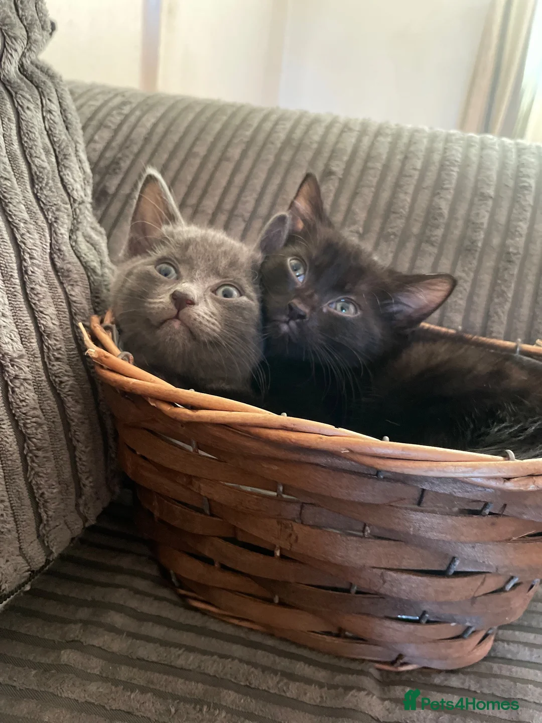 Mixed Breed cats for sale: Black & Grey Kittens Looking For Forever Homes - Advert 1