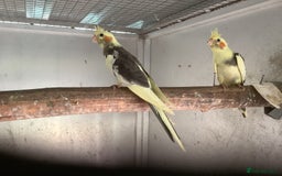 Cockatiels birds for sale: 2025  Cockatiels and Budgies - Image 13