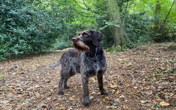 Mixed Breed dogs for sale: Expected Wirehaired Vizla x GWH Pointer puppies  - Image 1
