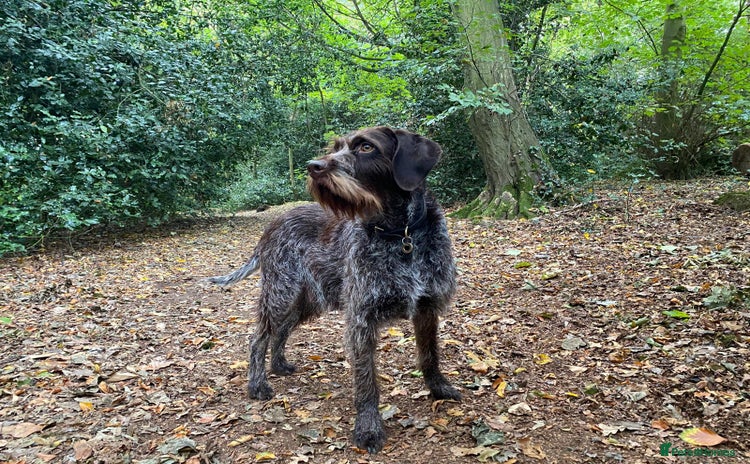 Mixed Breed dogs - Advert 5
