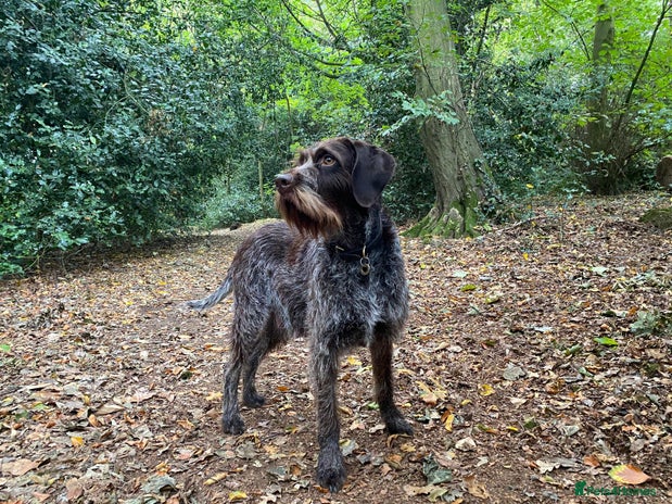 Mixed Breed dogs - Advert 4