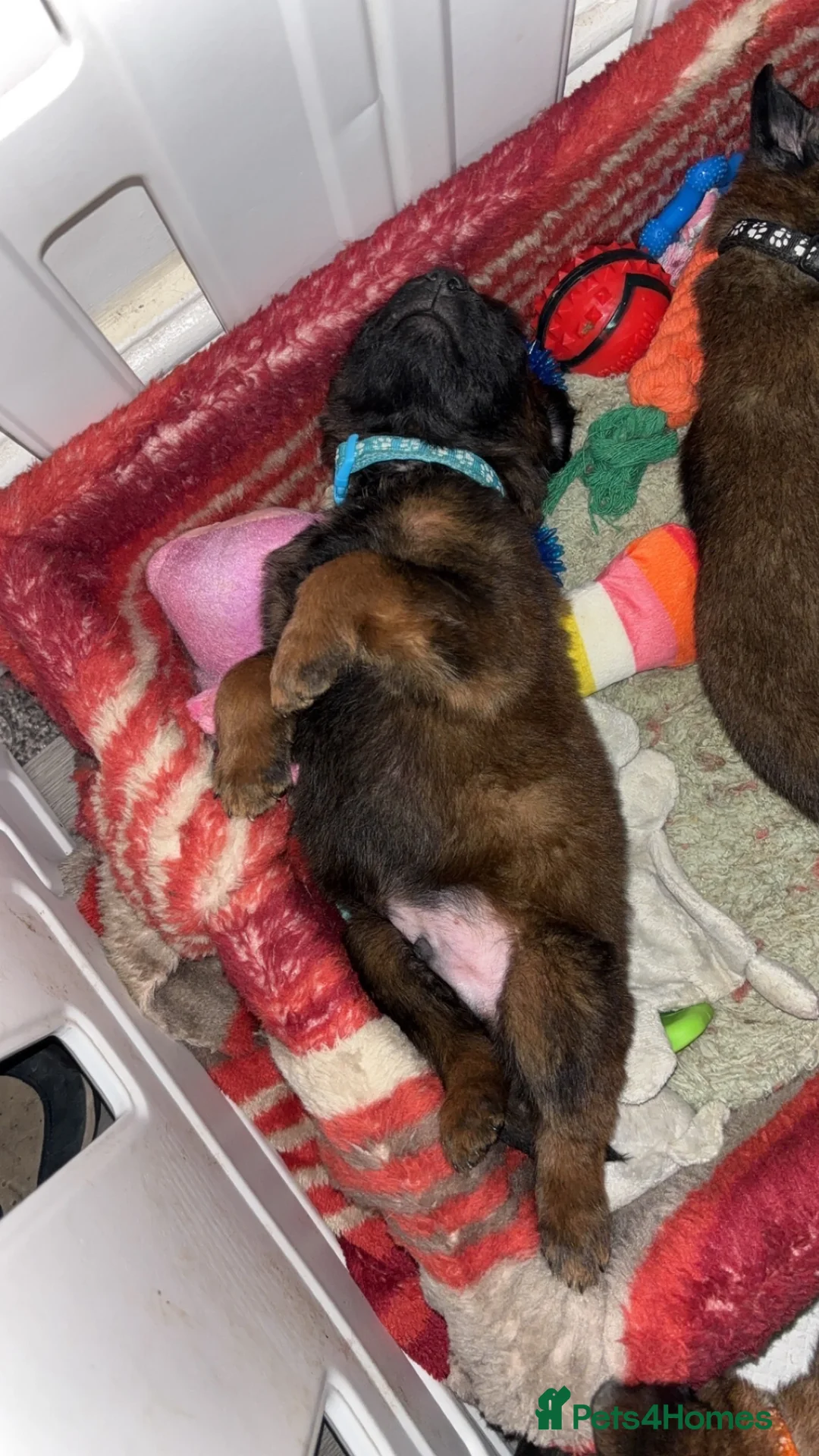 Belgian Shepherd Dog dogs for sale: Belgian malinois puppies - Advert 22