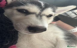 Siberian Husky dogs for sale: Lovely husky puppies, ready for new homes on 25/8 - Image 24